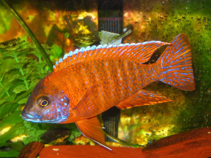 Red Peacock Cichlid