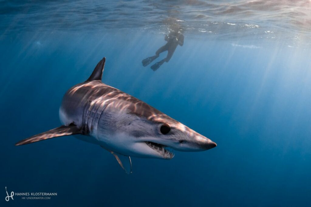 Shortfin Mako Shark