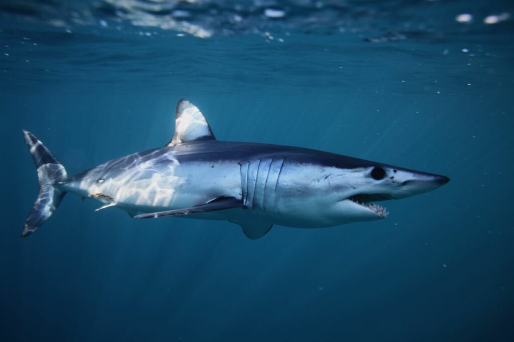 Shortfin Mako Shark: the Fastest Shark