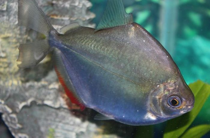 Silver Dollar Fish Care