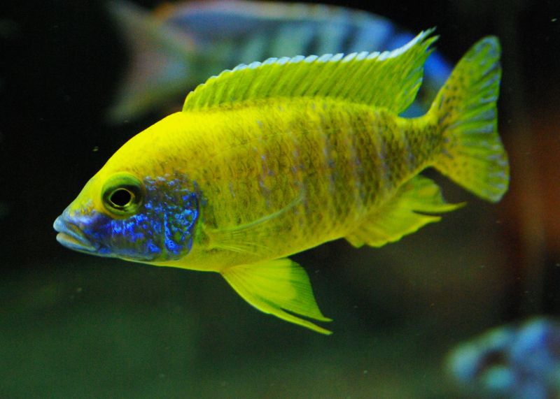 Sunshine Peacock Cichlid