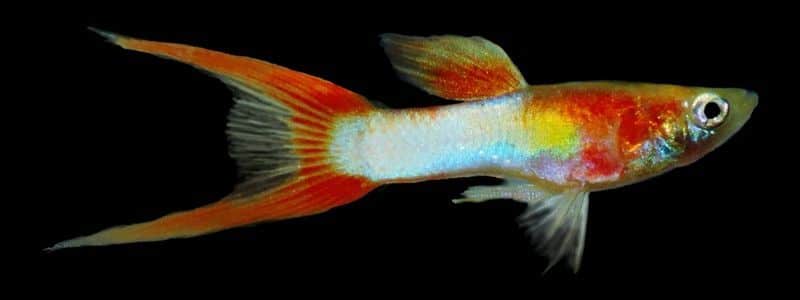 Swordtail Guppy