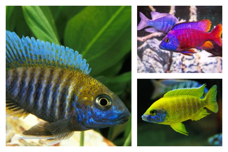The Ultimate Peacock Cichlid Care Guide
