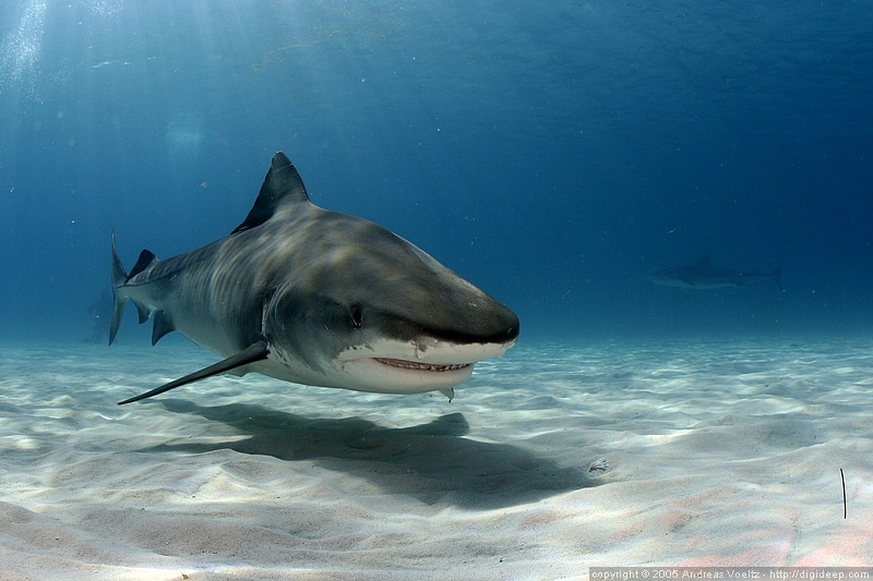 Tiger Shark Size