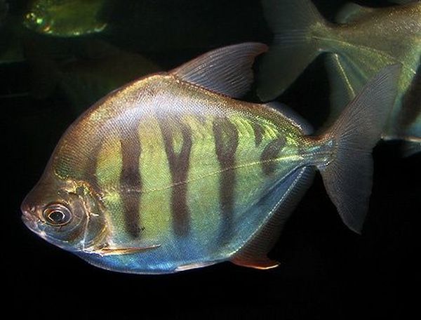 Tiger Silver Dollar Fish