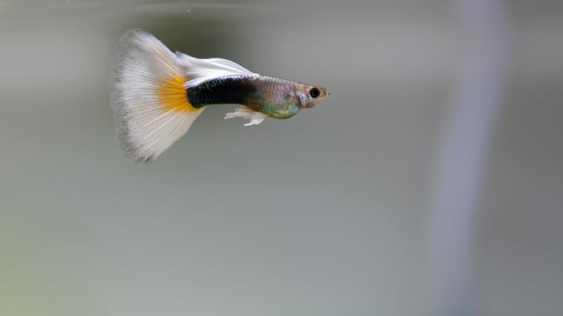 Tuxedo Guppy