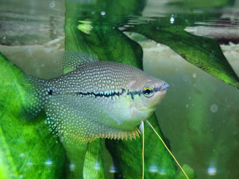 Water Conditions for Pearl Gouramis