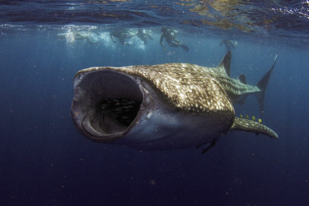 Whale Shark