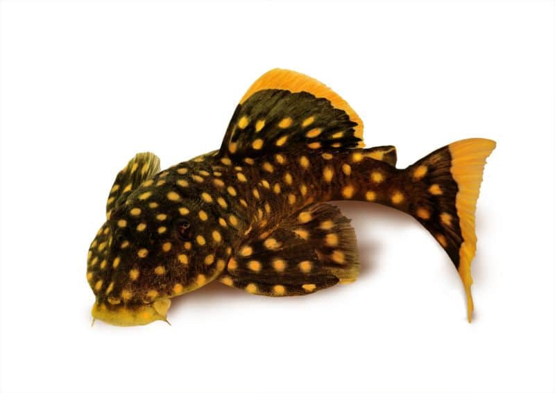 What are Gold Nugget Plecos?