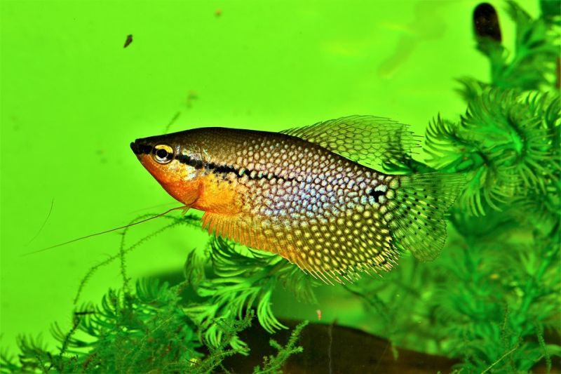 What are Pearl Gourami?
