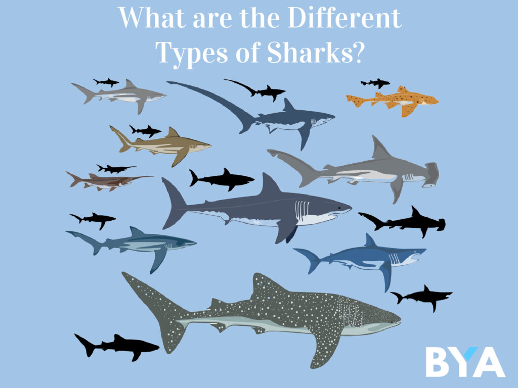 What are the Different 
Types of Sharks
