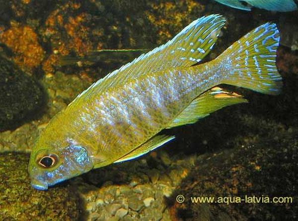 Yellow Regal Peacock Cichlid