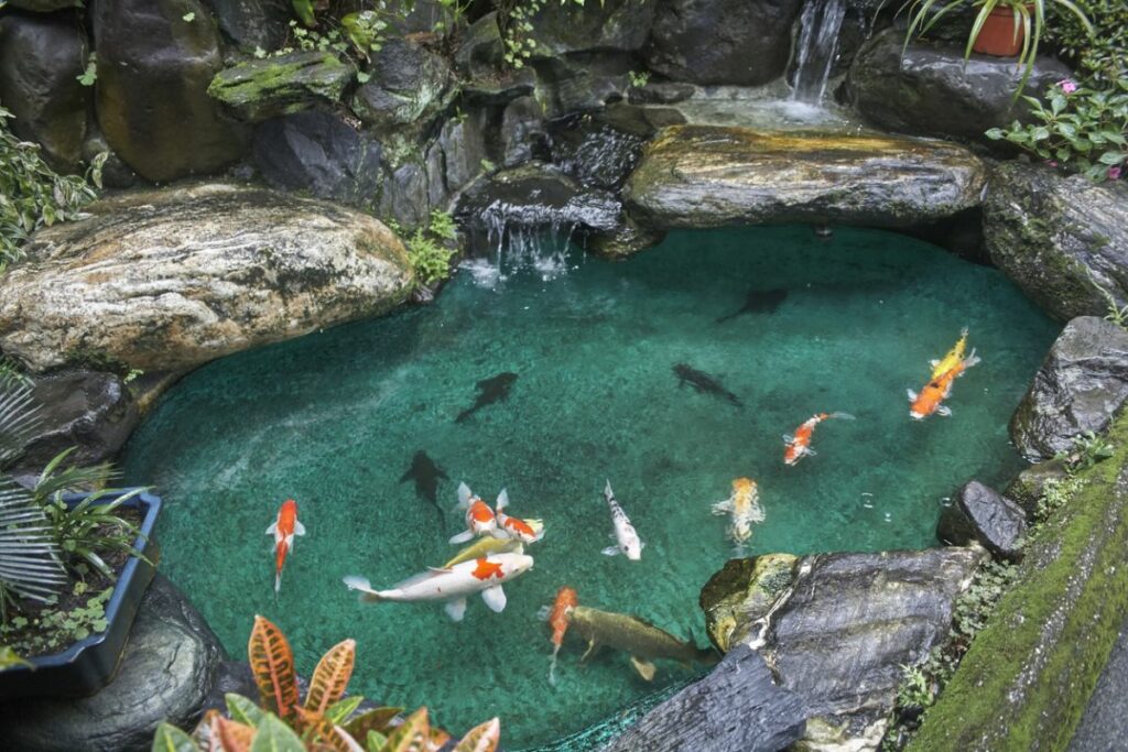 Koi Fish Pond