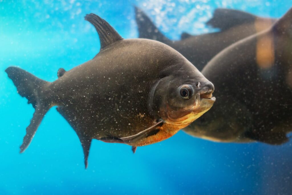 Black Pacu (Colossoma macropomum)