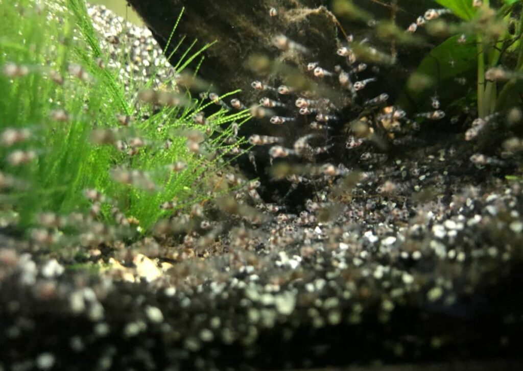 Breeding Jack Dempsey Fish