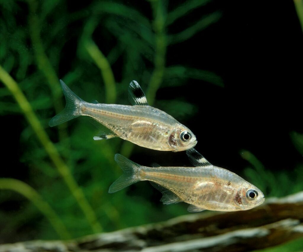 Breeding X-Ray Fish