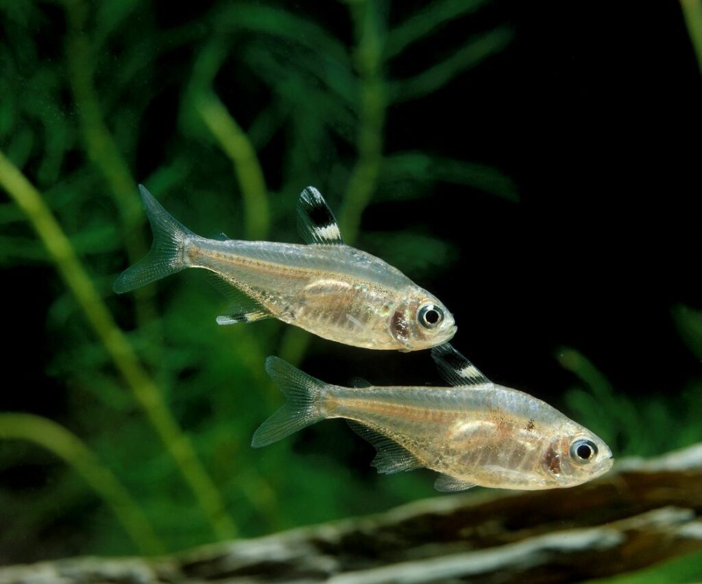 Breeding X-Ray Fish