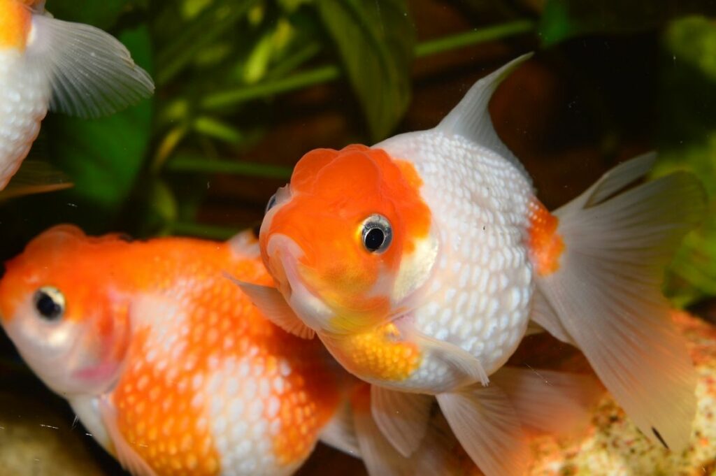 Breeding fantail goldfish