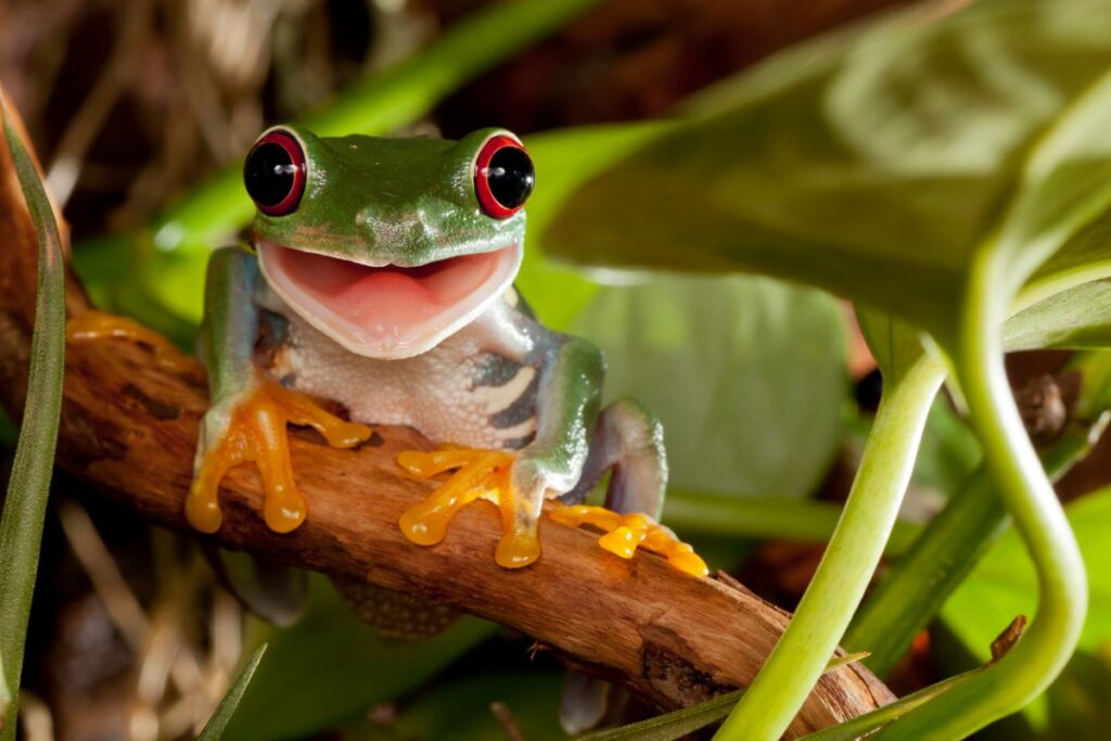 Canopy Animals