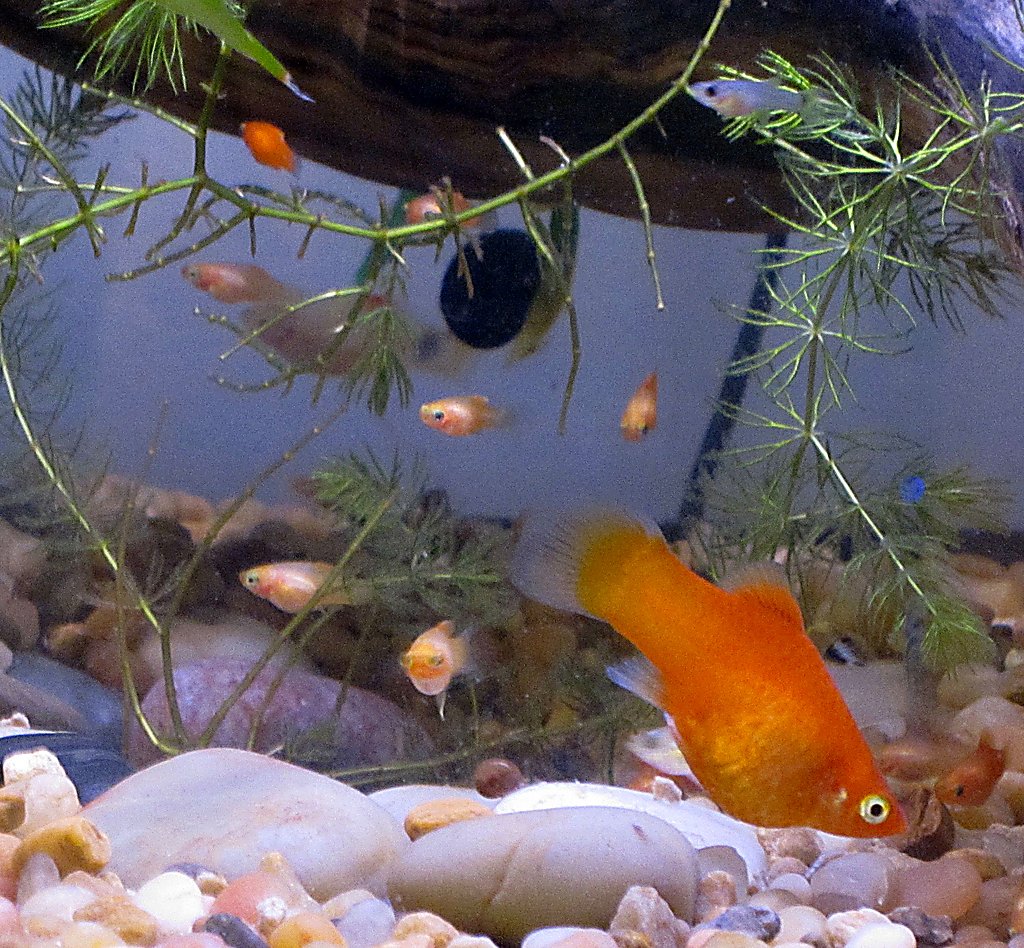 Caring for Baby Platy Fish