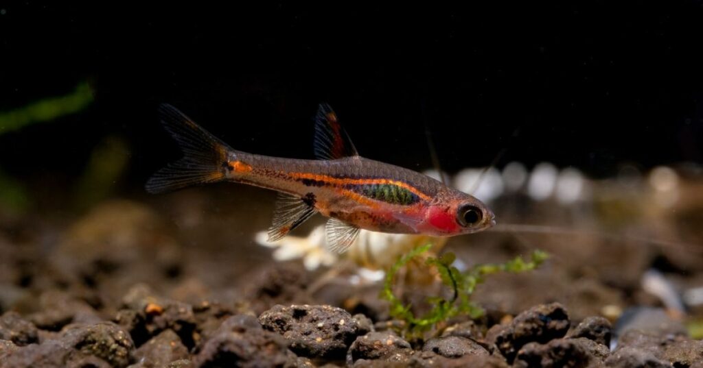 Chili Rasbora