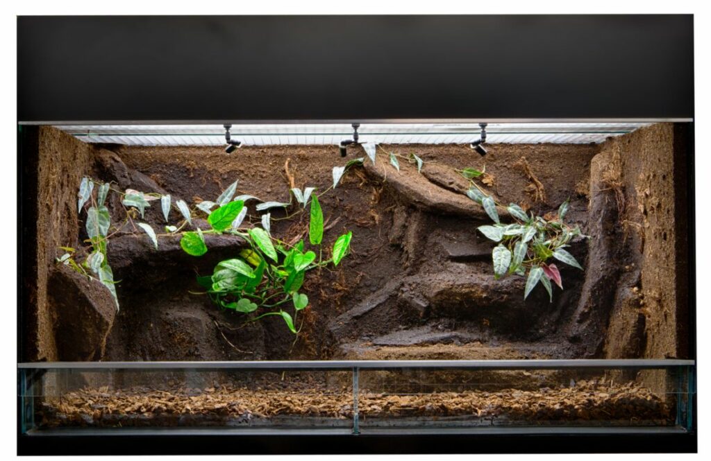 Choosing Decorations for a Paludarium Tank