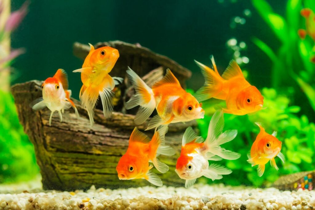 Fantail Goldfish Tank Mates