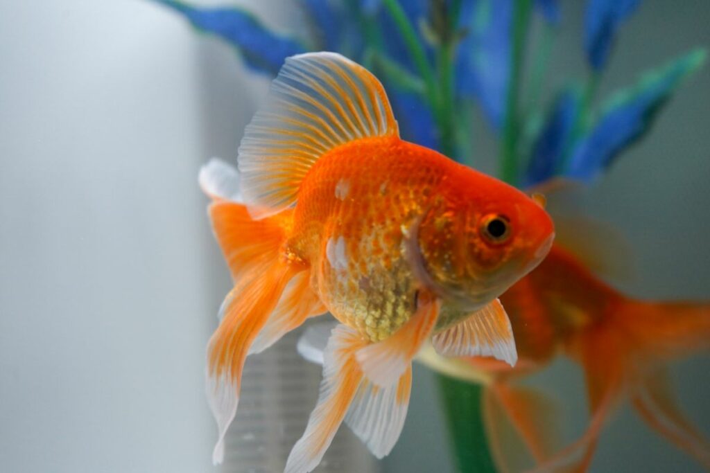 Fantail Goldfish Water Conditions