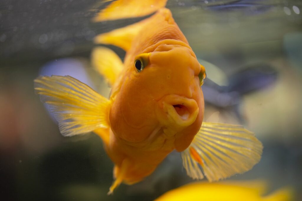 Fantail goldfish