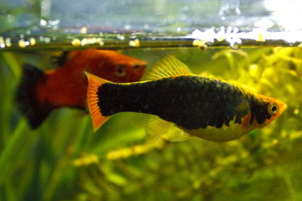 Sexing Female and Male Platy Fish