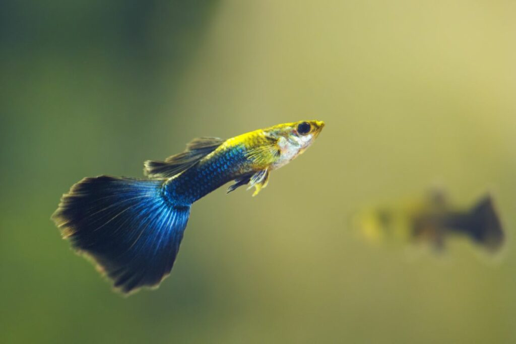 Guppy Fish Behavior