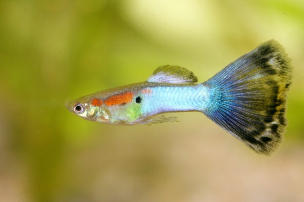 Guppy Fish Care