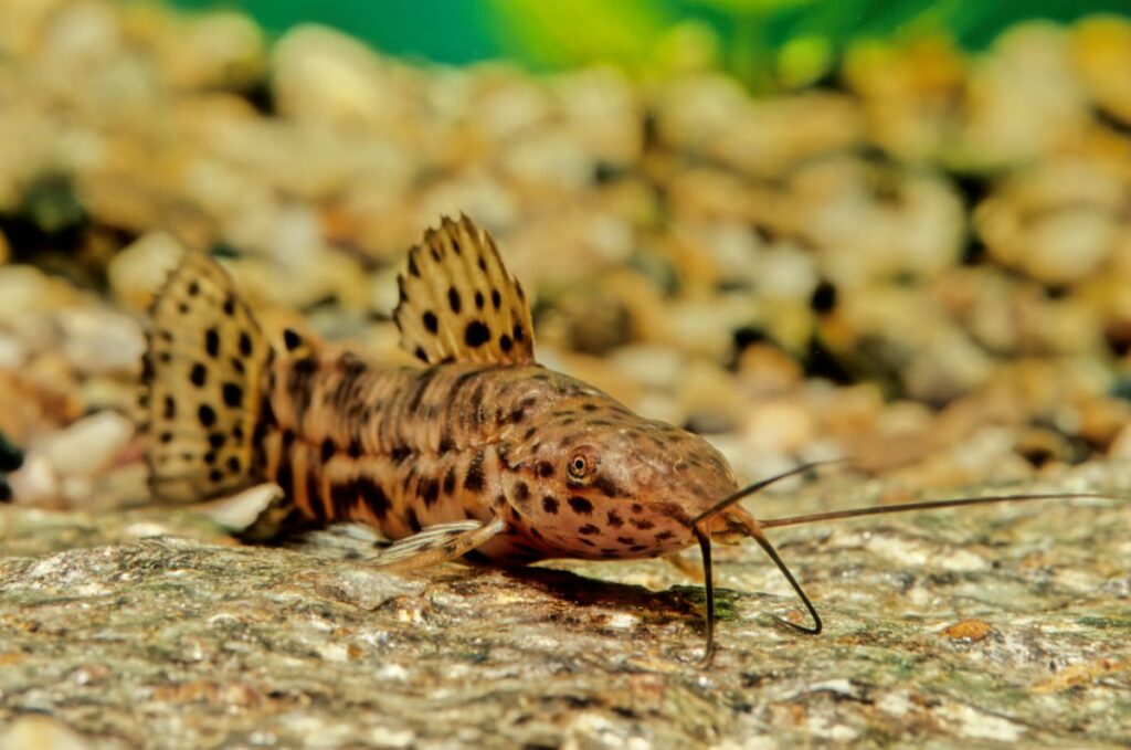 Hoplo Catfish (Megalechis thoracata)