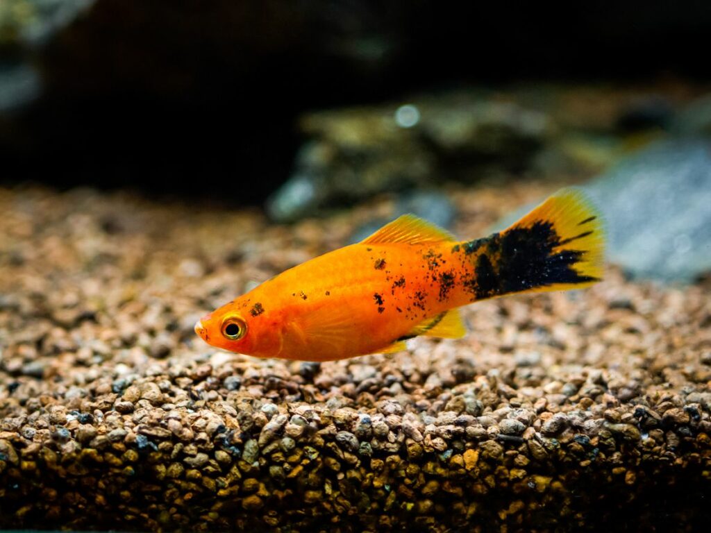 Introducing Platy Fish