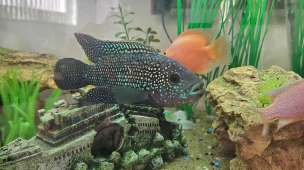 Minimum Tank Size for Jack Dempsey fish