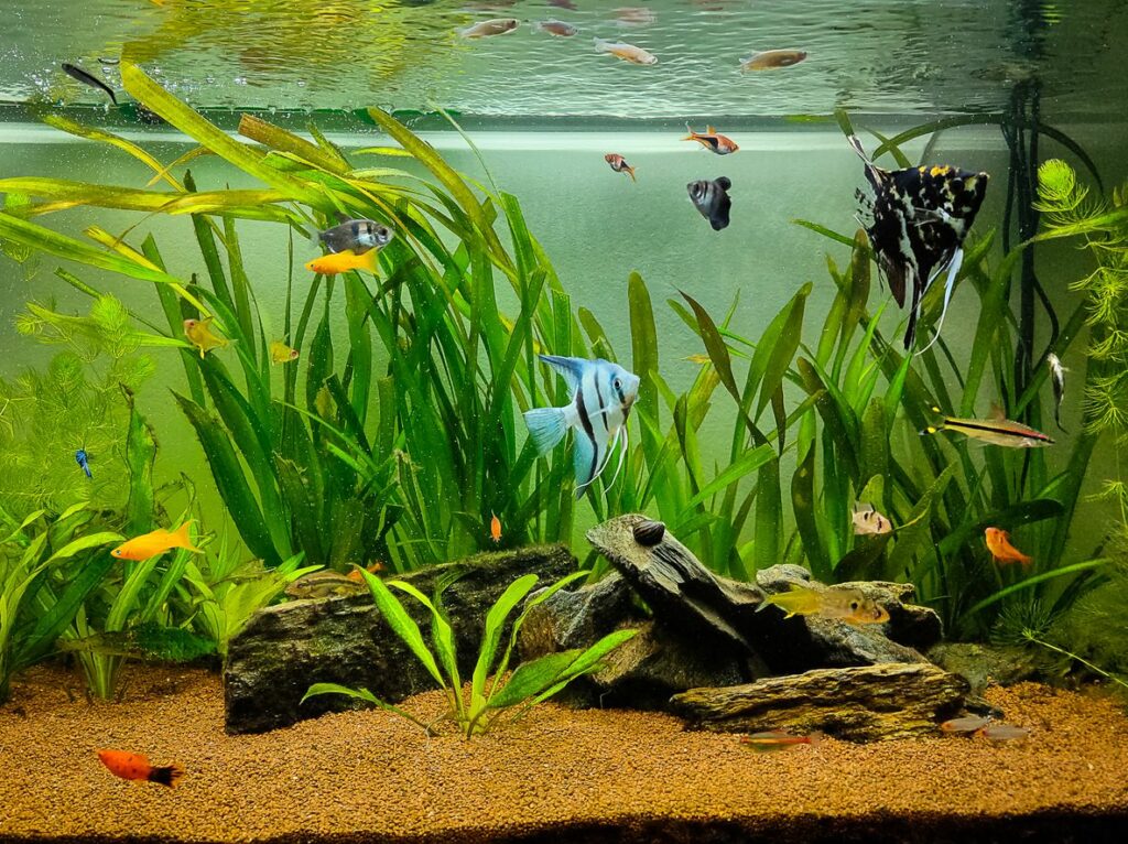Platy Fish Tank Mates