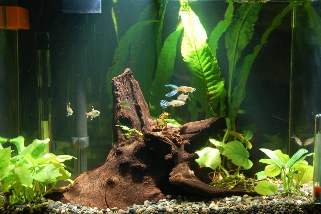 Pristella Tetra Tank Mates