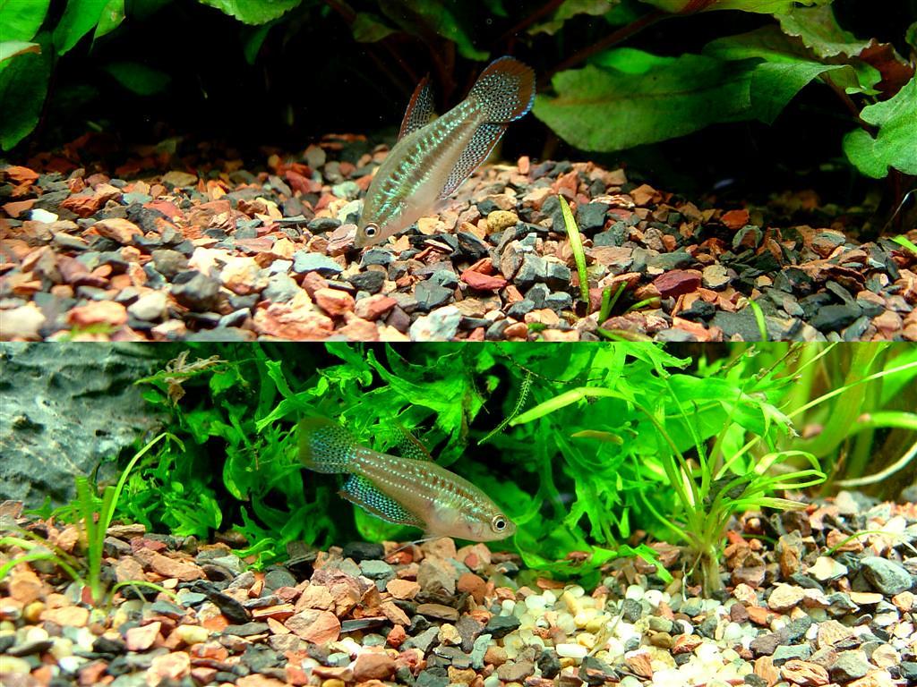 Aquascaping for Sparkle Gouramis