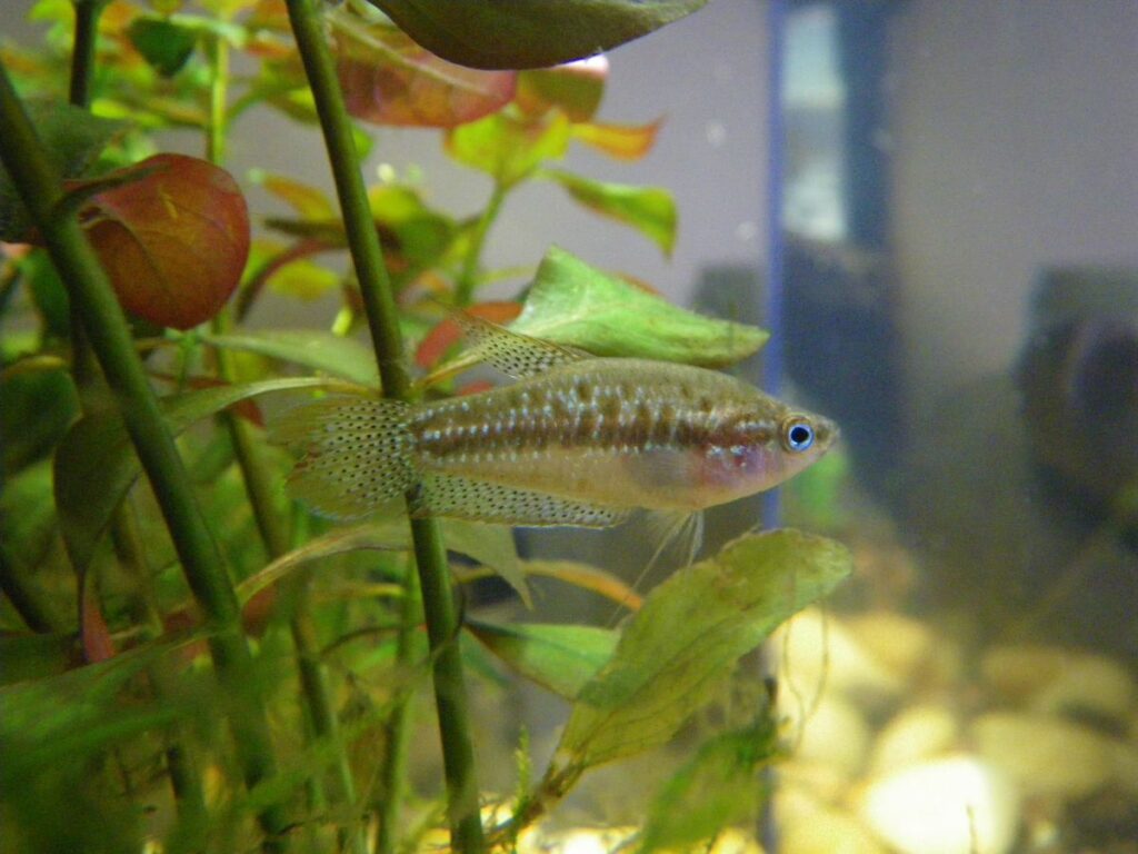 Sparkling Gourami