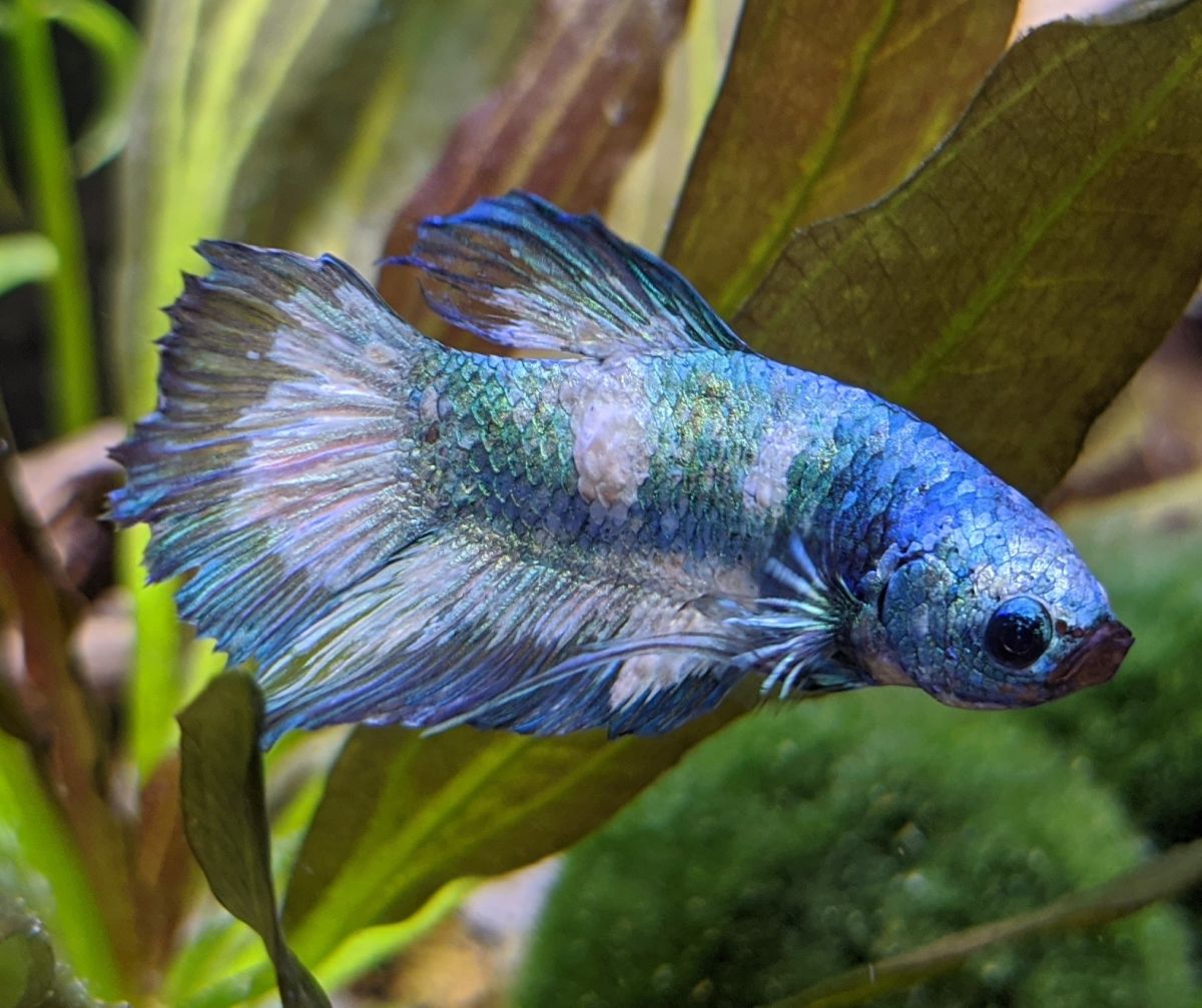 Cotton Wool Disease Causes and Treatment in Aquarium Fish Build Your