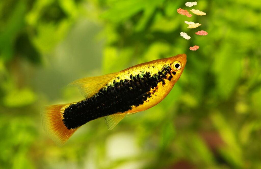 What do Platy Fish Eat?