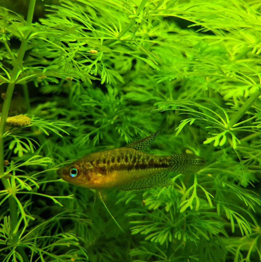 What do Sparkling Gouramis Eat