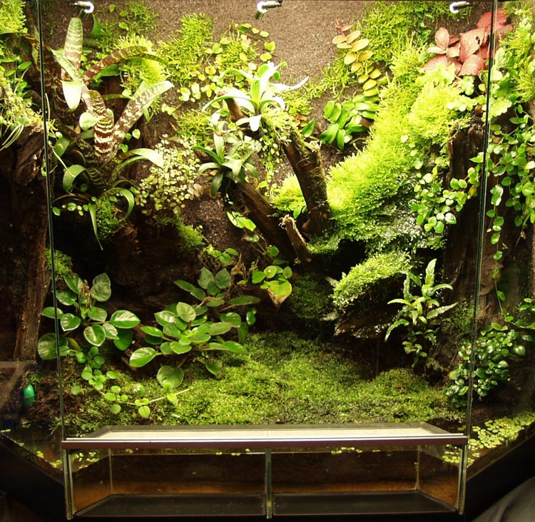 What is a Paludarium?