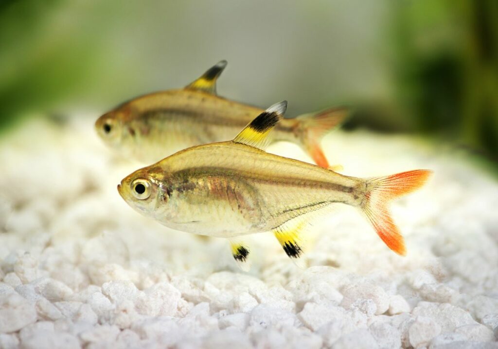 X-Ray Fish (Pristella Tetra) 