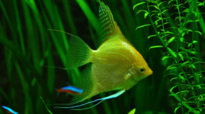 27 Peaceful Community Fish for Your Freshwater Aquarium (GUIDE)