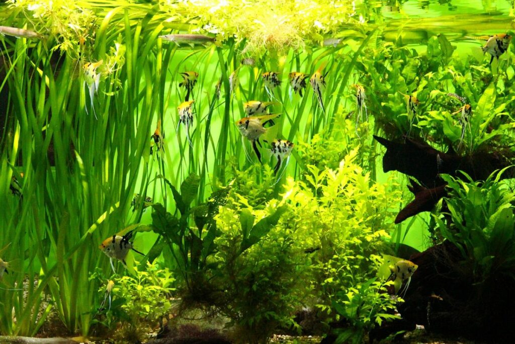 Aquarium plants