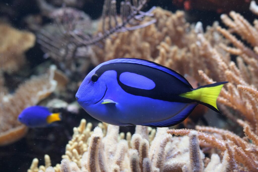 Tank Mates for Blue Tangs