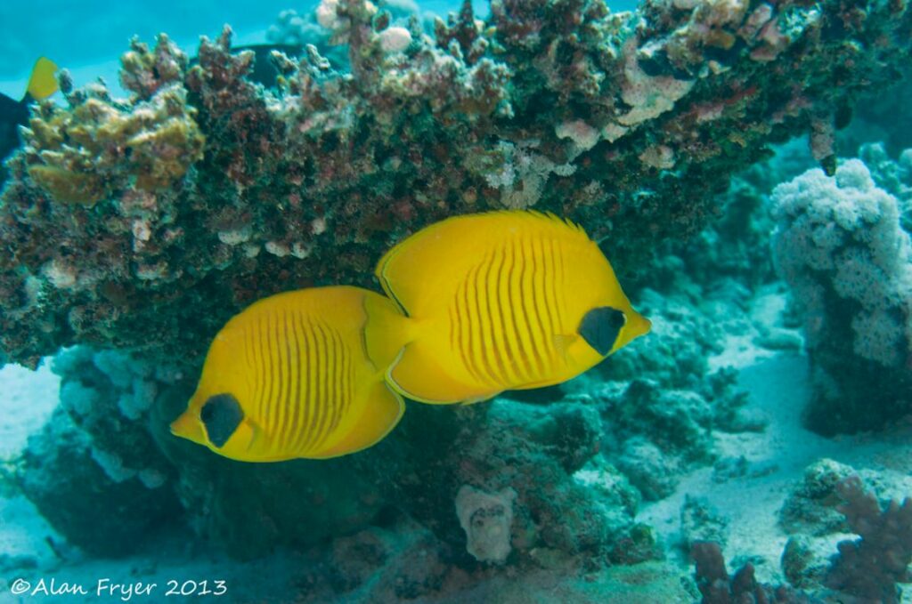 Butterfly Fish Breeding