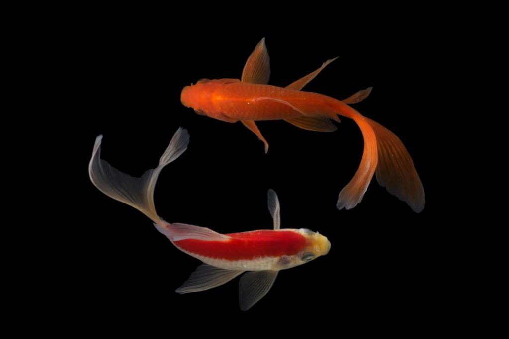 Butterfly Koi Fish