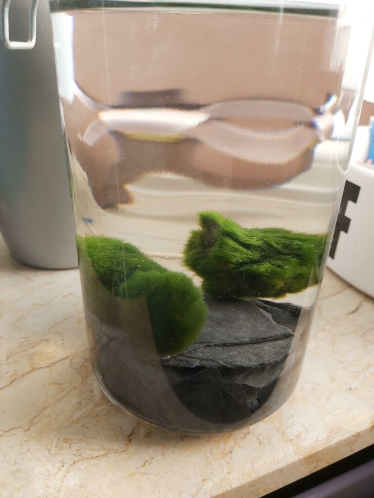 Marimo Moss Ball